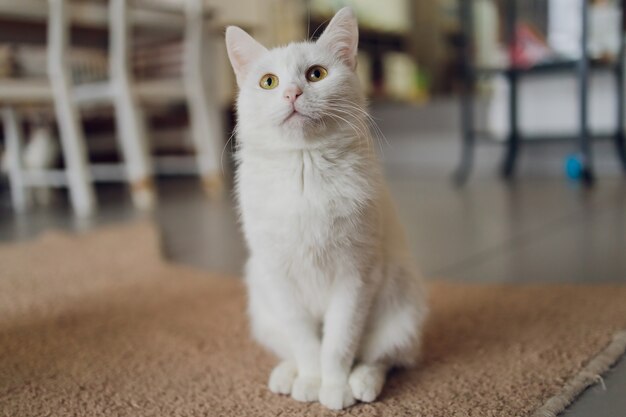 Entzückende getigerte Katze, die auf Küchenboden sitzt und Kamera anstarrt.