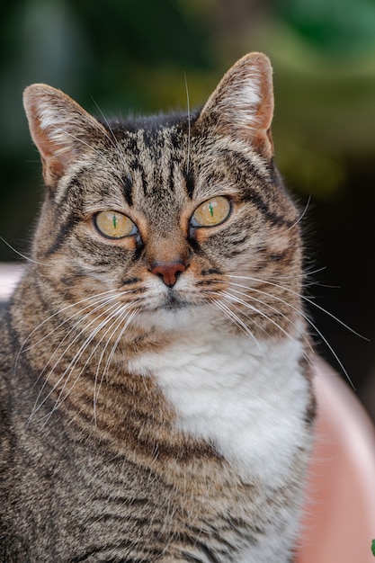 Entzückende grau gestreifte weibliche Katze