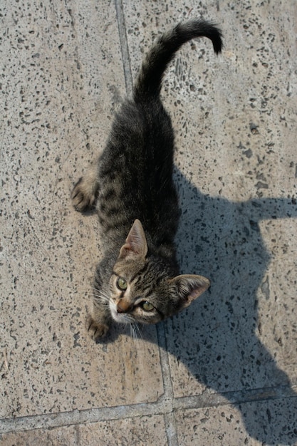 Entzückende Hauskätzchenkatze Straßenkatzenporträt einer streunenden Katze, die obdachlos verlassen wurde