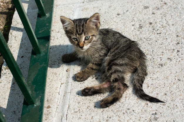 Entzückende Hauskätzchenkatze Straßenkatzenporträt einer streunenden Katze, die obdachlos verlassen wurde