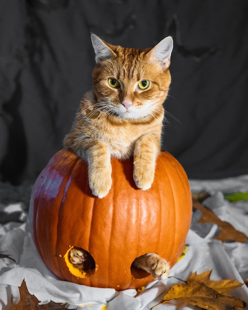 Entzückende Ingwerkatze, die in einem geschnitzten Kürbis für Halloween auf dem Tisch sitzt