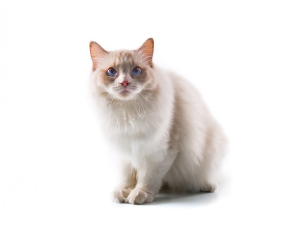 Entzückende Katze auf getrenntem weißem Hintergrund
