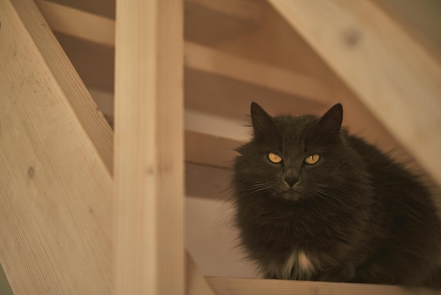 Entzückende Katze auf Holztreppen in einem Wohnhaus
