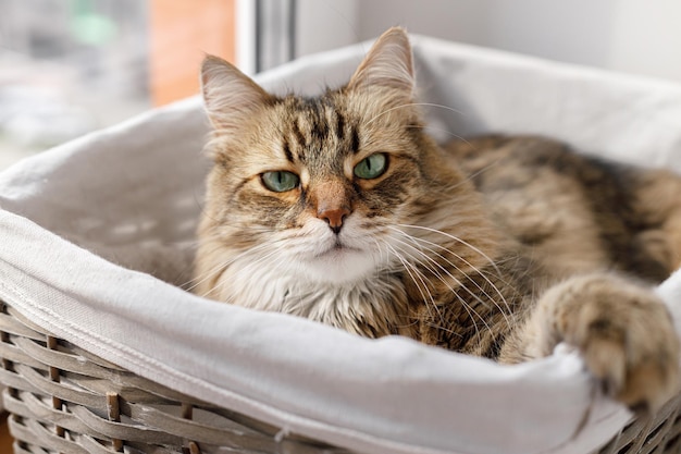 Entzückende Katze, die bei warmem Sonnenschein im Korb sitzt Süßes Maine-Coon-Porträt mit ernstem Blick, das in sonnigem, atmosphärischem Moment spielt Haustier und gemütliches Zuhause