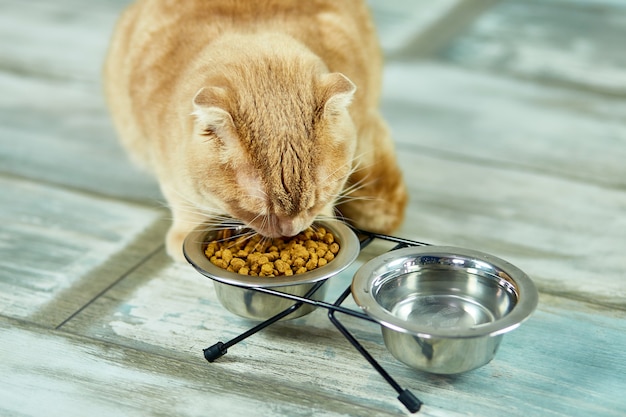Entzückende Katze, die trockenes Knusperfutter in der Metallschale nahe drinnen zu Hause isst