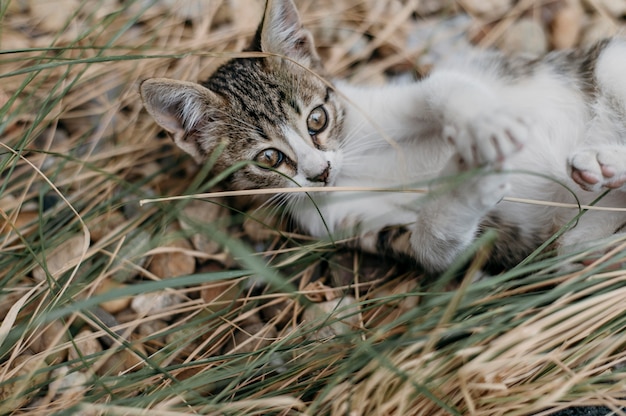 Entzückende kleine Katze, die draußen spielt