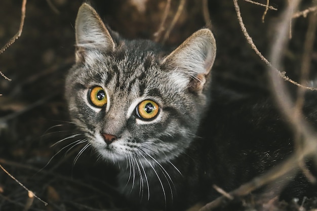 Entzückende Kurzhaar-gestreifte graue Katze der Nahaufnahme mit den Goldaugen im Freien.