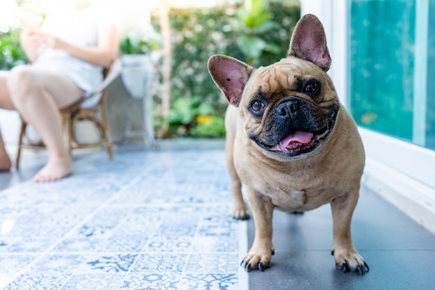 Entzückende lächelnde französische Bulldogge, die nahe bei Frau im Sommer steht