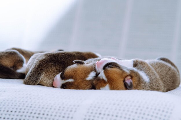 Entzückende, mehrfarbige, braune, weiße und schwarze, blinde walisische Corgi-Welpen, die zusammen auf einer weißen, weichen Decke in einer Reihe schlafen