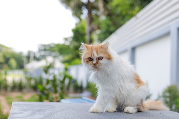 Entzückende persische Katze, die draußen entspannt