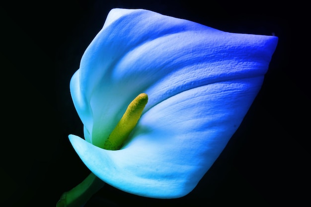 Foto entzückende schöne bunte calla-lilienblume auf schwarzem