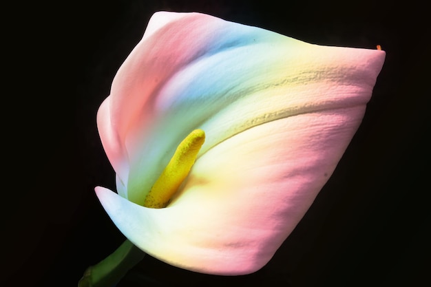 Entzückende schöne bunte Calla-Lilienblume auf Schwarzem