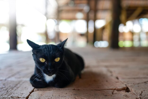 Entzückende schwarze Hauskatze, die auf dem Boden liegt und die Kamera anschaut