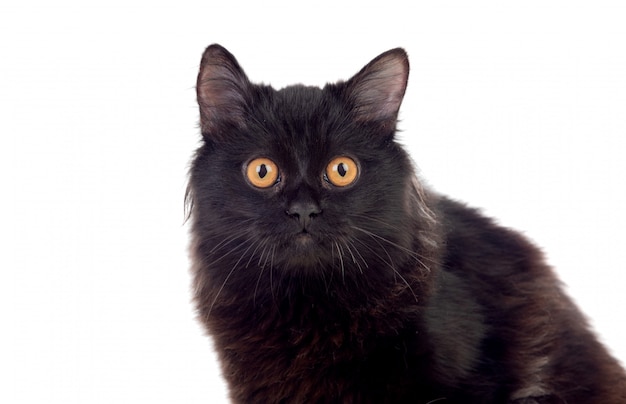 Entzückende schwarze persische Katze