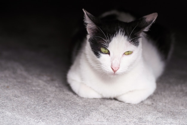 Entzückende schwarze u. Weiße Katze