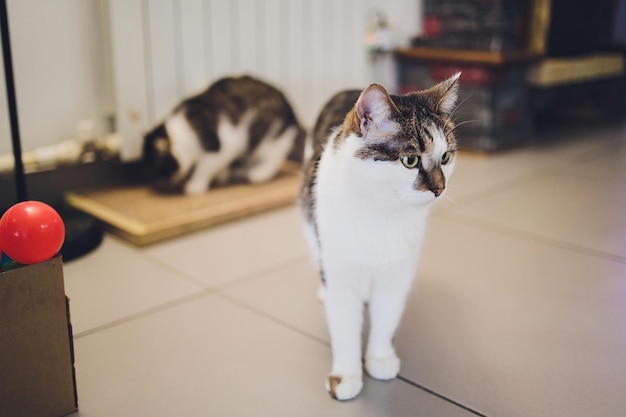 Entzückende Tabby-Katze, die auf dem Küchenboden sitzt und in die Kamera starrt
