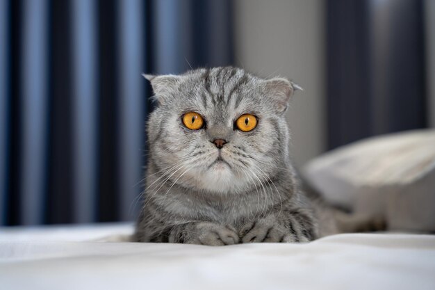 Entzückende und verspielte schottische Faltkatze, die auf einem weichen Bett im Schlafzimmer liegt