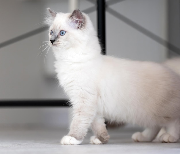 Entzückende weiße, flauschige Ragdoll-Katze mit schönen blauen Augen und grauen Ohren, die auf dem Boden und l