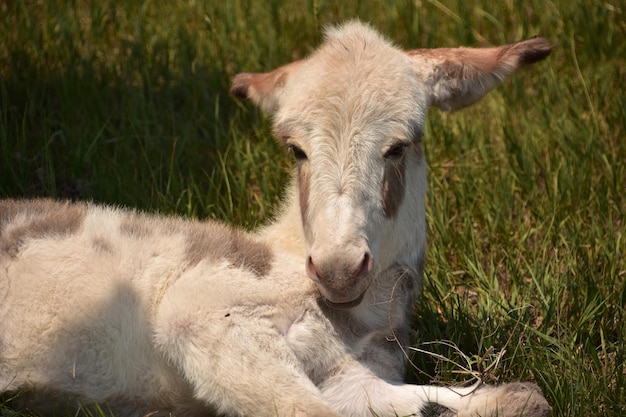 Entzückender babyweißer Burro mit einem Ohr am anderen Rücken.