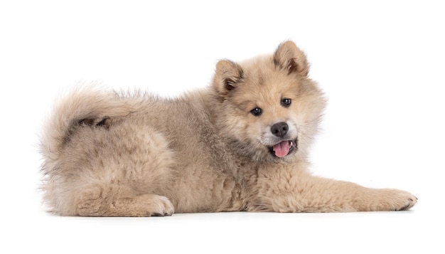 Entzückender beige Eurasier-Welpe, der liegt