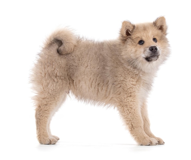 Entzückender beige Eurasier-Welpe