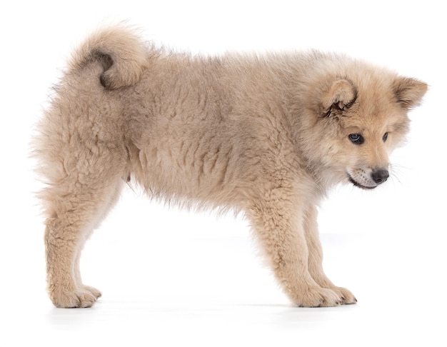 Entzückender beige Eurasier-Welpe