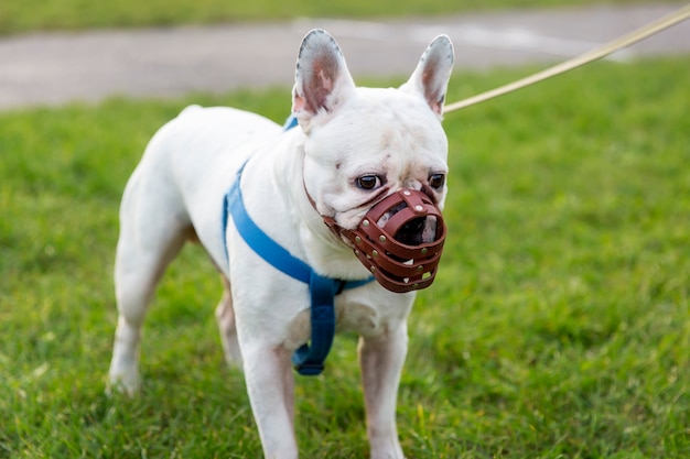 Entzückender beige Hund mit Maulkorb im Freien