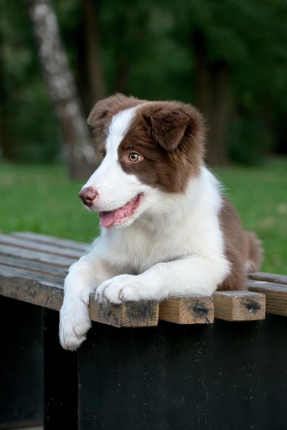 Entzückender Border Collie-Welpe, der auf dem Boden sitzt Vier Monate alter, flauschiger Welpe im Park