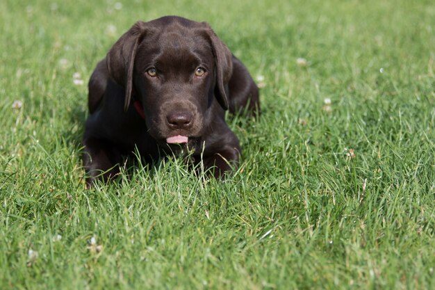 Entzückender brauner Labrador Retriever, der auf dem Gras im Park sitzt