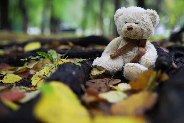 Entzückender brauner Stofftier-Teddybär mit gelbem Ahornblatt auf dem Kopf sitzt auf trockenen orangefarbenen Blättern auf dem Boden im Herbstpark an einem schönen sonnigen Tag, Nahaufnahme zurück zum Schulkonzept