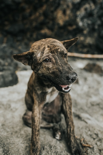 Entzückender Brindle Terrier Crossbreed Hund sitzt auf dem Sand