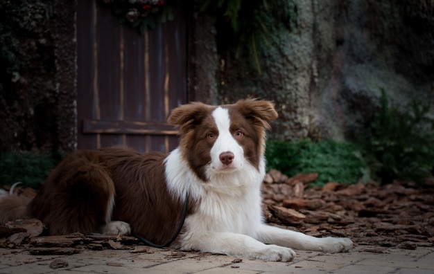 Entzückender Brown Border Collie von Weihnachtsbaum auf festlich geschmückten Straßen der Stadt.