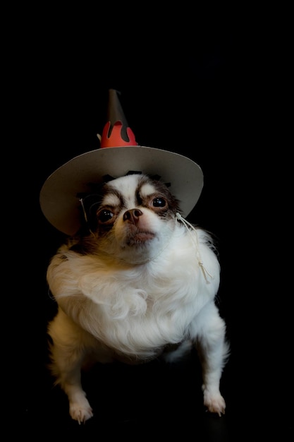 Foto entzückender chihuahua-hund, der einen halloween-hexenhut trägt und einen kürbis auf dunklem hintergrund hält. fröhlicher halloween-tag