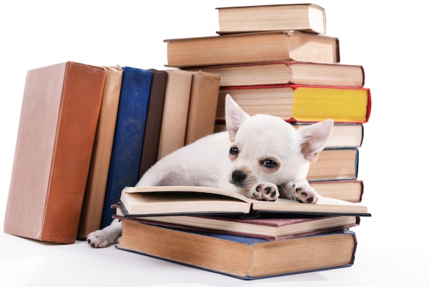 Foto entzückender chihuahua-hund und haufen bücher aus nächster nähe