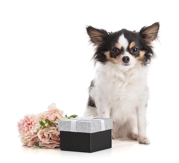 Entzückender Chihuahua mit glänzender Geschenkbox auf weißem Hintergrund