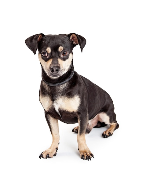 Entzückender Chihuahua und Dackel-Mischlingshund