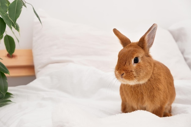 Entzückender dekorativer Kaninchenhase, der auf dem Bett in weißem, modernem Interieur auf einer Decke sitzt und in die Kamera blickt