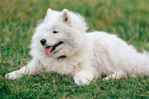 Entzückender erstaunlicher weißer flaumiger glücklicher Samoyedwelpe, der auf dem Gras im Freien an der Natur im Sommer liegt