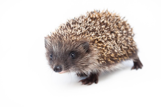 Entzückender europäischer Igel über glücklich auf weißem Studiohintergrund