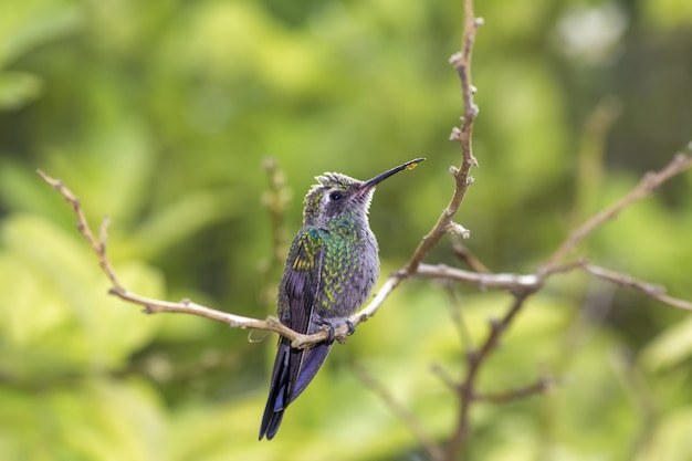 Entzückender fetter kolibri auf einem ast im grünen wald mit tropfendem nektar auf seinem schnabel