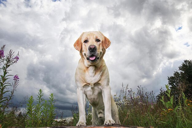 Entzückender, gesunder, aktiver, gelber Labrador-Retriever-Hund, der mit Vorderpfoten auf Holzscheit steht