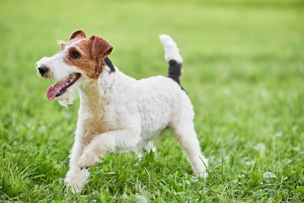 Entzückender glücklicher Foxterrierhund im Park