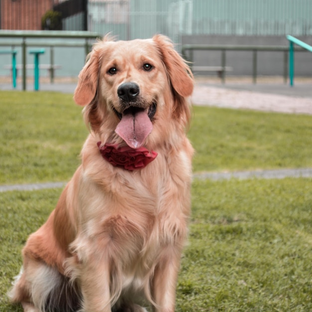 Entzückender Golden Retriever-Hund, der auf grünem Gras in einem Park sitzt