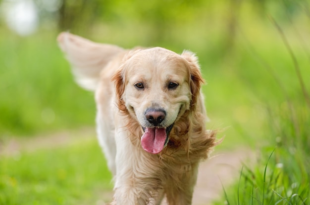 Entzückender Golden Retriever Hund, der draußen im grünen Gras spazieren geht
