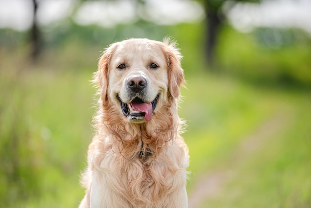 Entzückender Golden Retriever-Hund, der im Sommer im grünen Gras in der Natur sitzt und die Kamera im Freien betrachtet. Schönes Nahaufnahmeporträt des Hündchenhaustieres draußen mit unscharfem Hintergrund