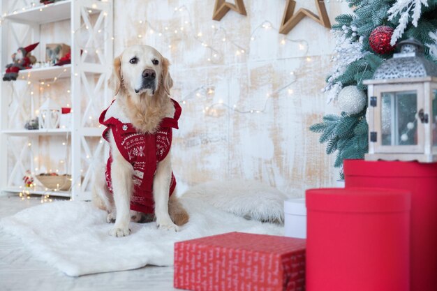 Entzückender Golden Retriever Hund mit rotem Mantel sitzt in Wohnung oder Hotelwohnzimmer mit Weihnachtsbaum, dekorativen Holzsternen, Lichtern, Bällen, Geschenkboxen, Spielzeug.