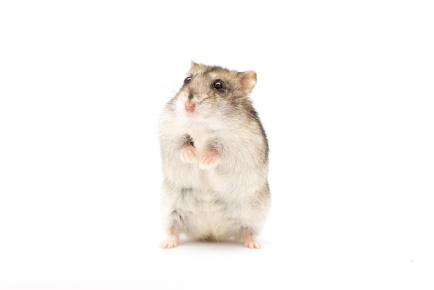 Entzückender Hamster, der auf seinen Hinterpfoten steht