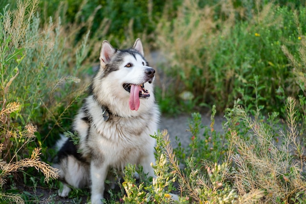 Entzückender heiserer Hund, der im Gras auf dem Feld sitzt und mit Tonque zurückblickt, schöne lustige ...