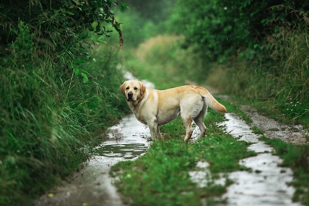 Entzückender Hund, der an Sommertagen auf dem Land auf einem schmalen Pfad in der Nähe von hohem grünem Gras spazieren geht