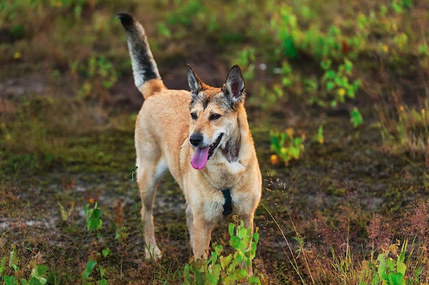 Entzückender Hund, der auf dem Land in der Natur spazieren geht